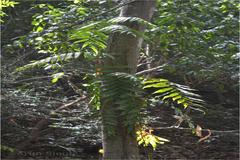 Stenochlaena palustris